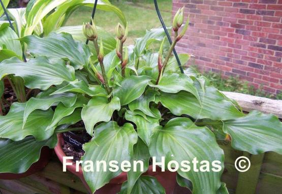 Hosta Raspberry Sorbet