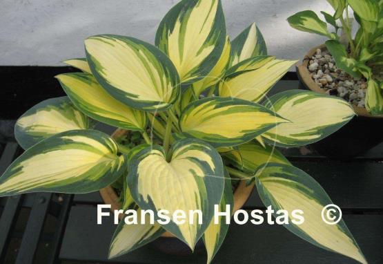 Hosta Remember Me