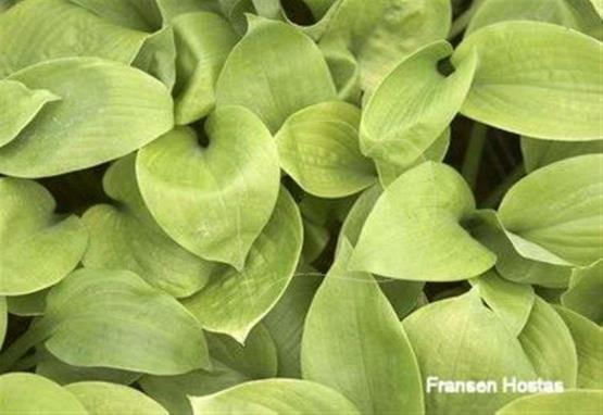 Hosta Rich Uncle