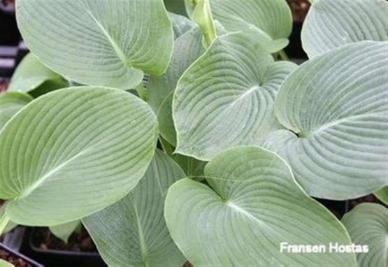 Hosta Richmond Blue