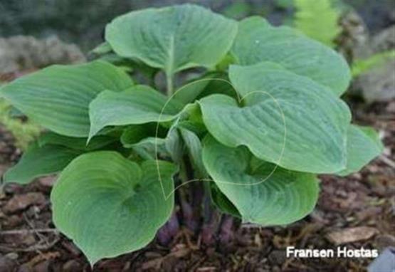 Hosta Riptide