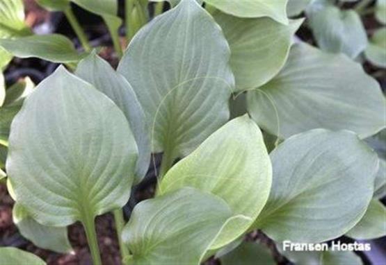 Hosta Rosedale Barnie