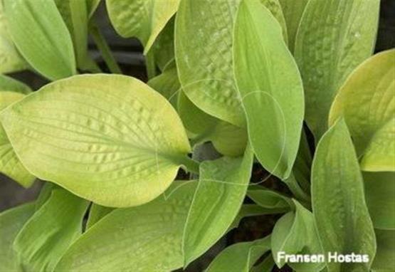 Hosta Rosedale Lost Dutchman