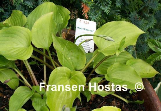 Hosta Rosemoor