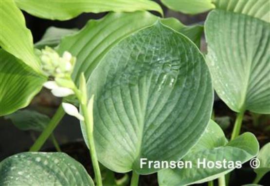 Hosta Royal Quilt