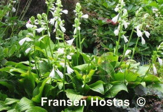 Hosta Royal Standard
