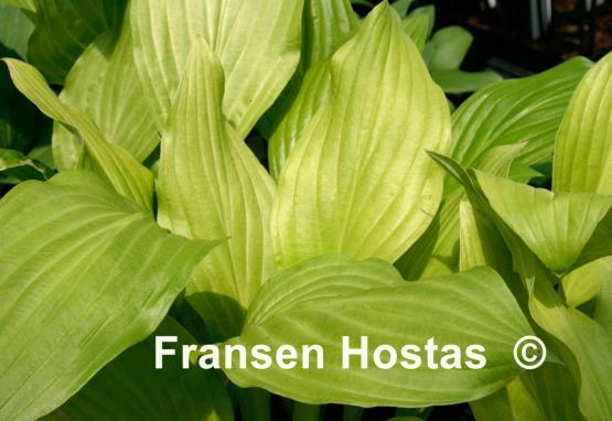 Hosta Ogon Tachi