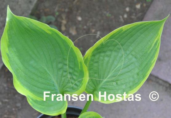 Hosta Sacramento