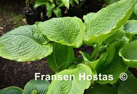 Hosta Sacramento