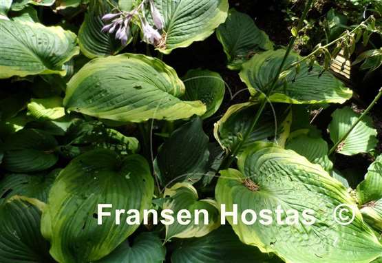 Hosta Sacramento