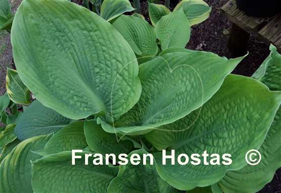 Hosta Sacramento