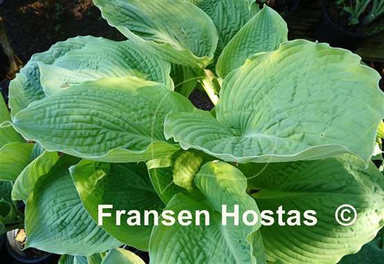 Hosta Sacramento
