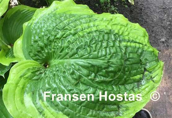 Hosta Sacramento