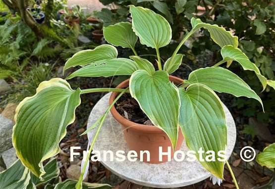 Hosta Sada