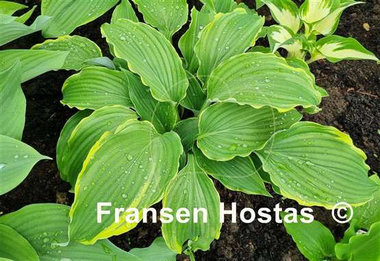Hosta Sada