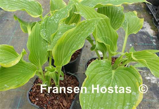 Hosta Sada