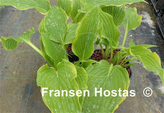 Hosta Sada