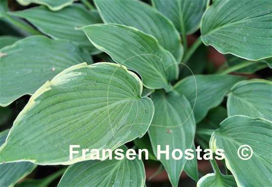 Hosta Sada