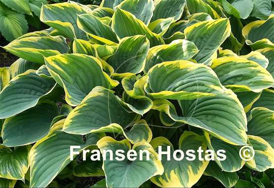 Hosta Sagae