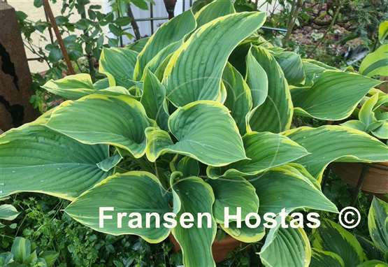 Hosta Sagae