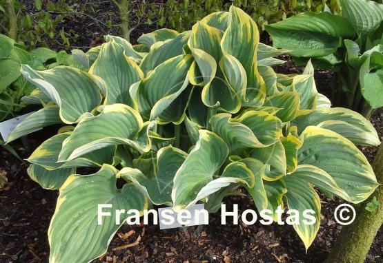 Hosta Sagae
