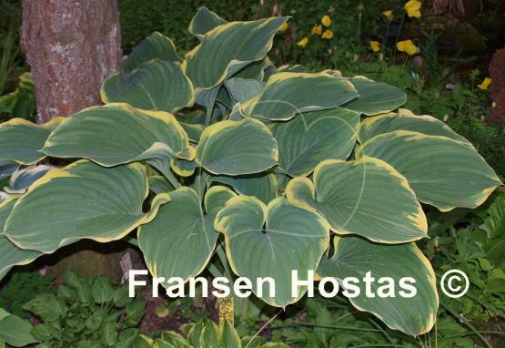 Hosta Sagae