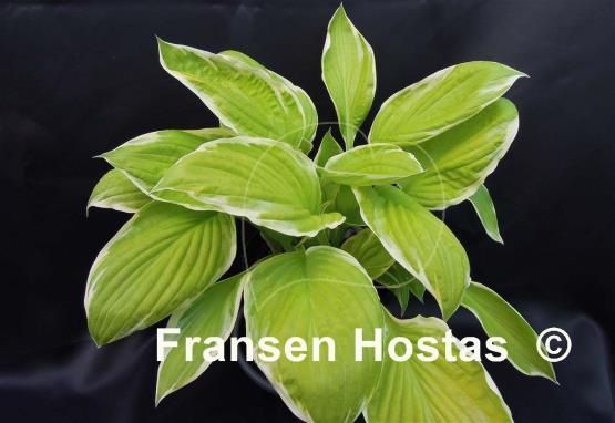 Hosta Saint Elmo's Fire