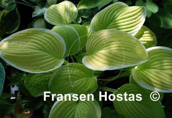 Hosta Saint Elmo's Fire