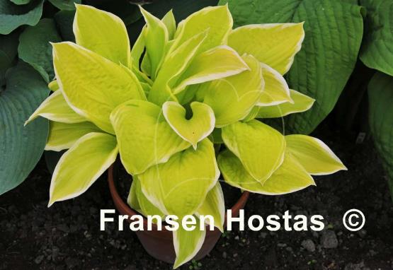 Hosta Saint Elmo's Fire