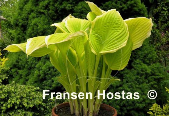 Hosta Saint Elmo's Fire