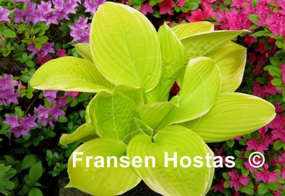 Hosta Saint Elmo's Fire