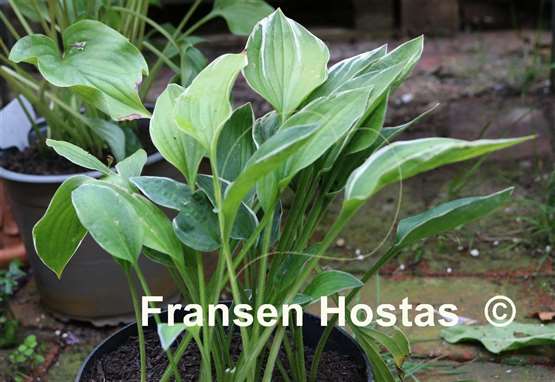 Hosta Saishu Yahato Sito