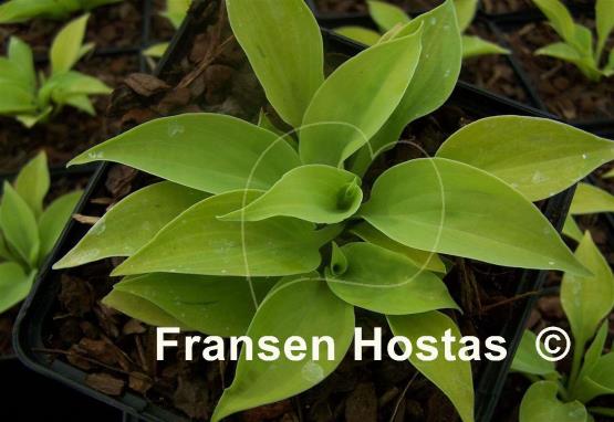 Hosta Saketini
