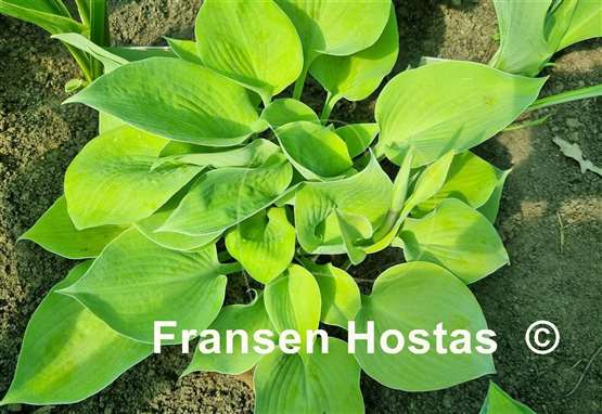 Hosta Saketini