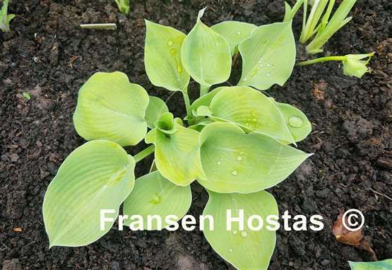 Hosta Saketini