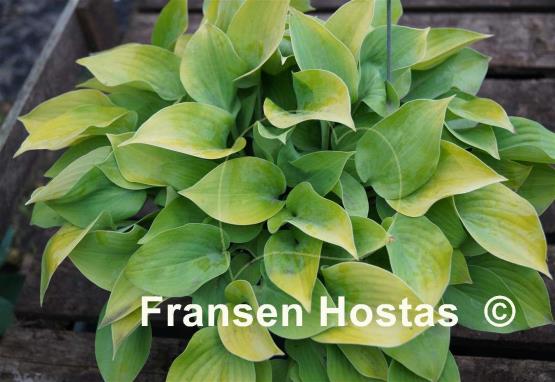 Hosta Saketini