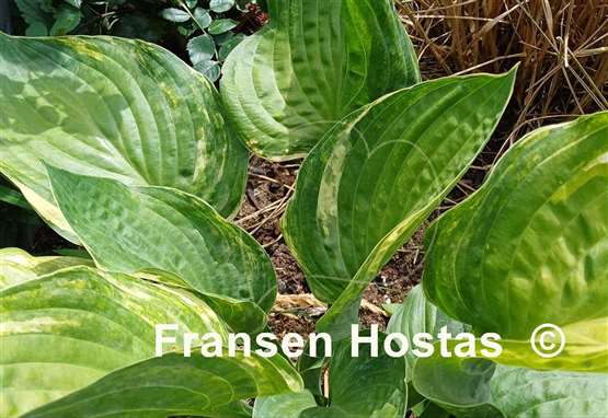 Hosta Sally Goes Green