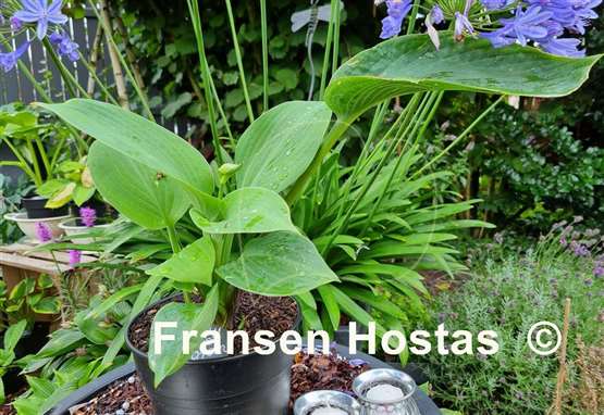 Hosta Sally Goes Green