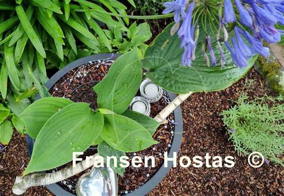 Hosta Sally Goes Green