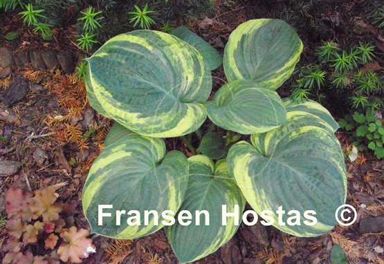 Hosta Sally and Bob