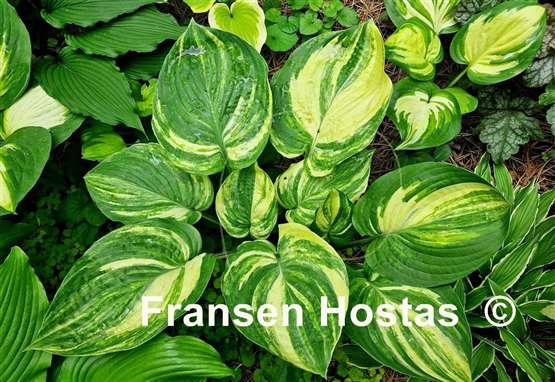 Hosta Sally and Bob