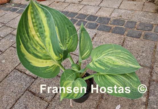 Hosta Sally and Bob