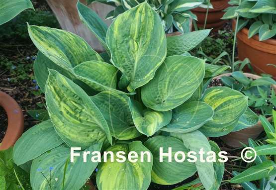 Hosta Sally and Bob
