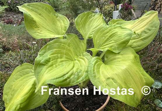 Hosta Salty Dog