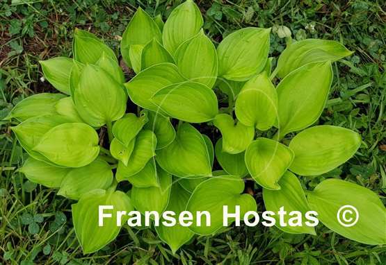 Hosta Salty Dog