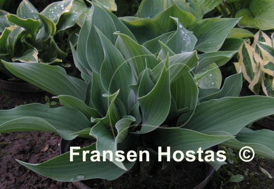 Hosta Salute