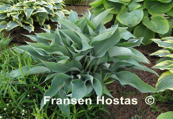 Hosta Salute