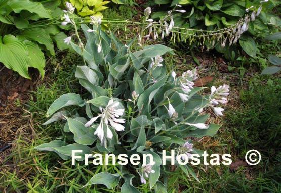 Hosta Salute