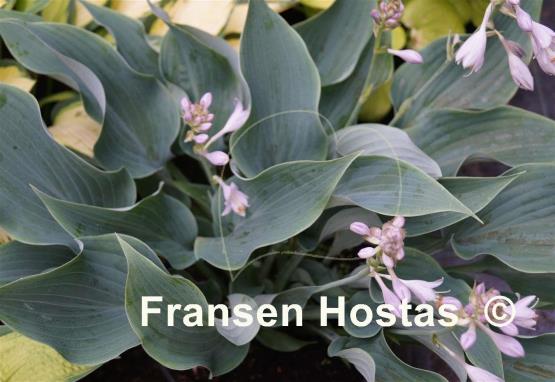 Hosta Salute