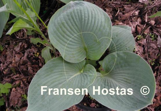 Hosta Samual Blue